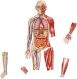 The Wonder of the Magnetic Being