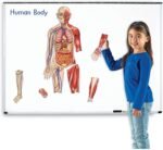 The Wonder of the Magnetic Being - Image 5