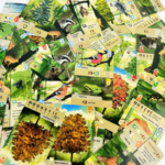 Forest Shuffle - Build Your Own Ecosystem Strategy Game for 2-5 Players - Image 5